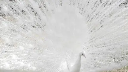 تصویر باکیفیت FUII HD از پرهای صدفی و نورانی طاووس سفید
