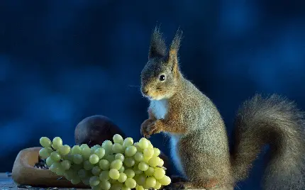 عکس سنجاب بامزه در حال خوردن انگور برای زمینه ویندوز 12