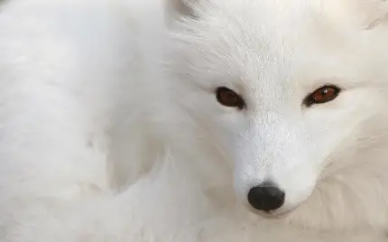 عکس مناسب پروفایل از روباه سفید قطبی با چشمانی قهوه ای