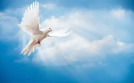 عکس استوک باکیفیت FUII HD کبوتر سفید بال گشوده در آسمان آبی خاص موبایل