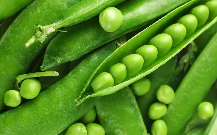 باحال ترین بک گراند طبیعت با طرح 4K گیاه لوبیا سبز