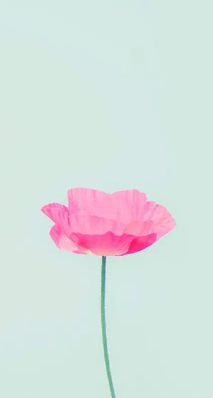 عکس نقاشی خوشگل از گل صورتی رنگ در زمینه سبزآبی پاستلی با کیفیت HD 