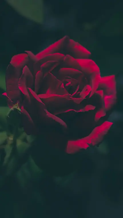 جدیدترین عکس زمینه با طرح گل رز قرمز و خوشگل برای گوشی