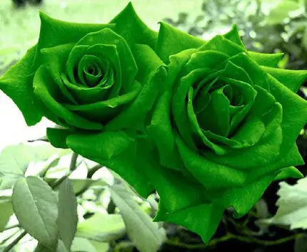 دانلود تصویر استوک 2 گل رز سبز رنگ با برگ‌های سبز روشن باکیفیت HD