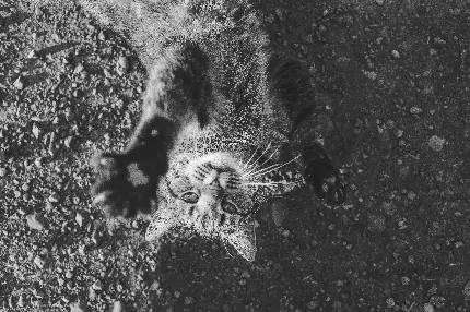 نمای هنری گربه دراز کشیده روی زمین با تم رنگی سیاه سفید 