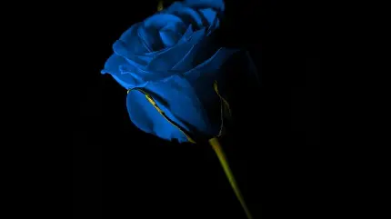 عکس شاهکار از رز آبی رنگ خاص برای زمینه ویندوز
