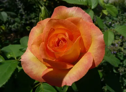 تصویر زمینه جالب از گل رز شکفته شده به رنگ هلویی 