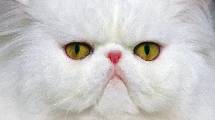 تصویر زمینه گربه سفید پشمالو ملوس برای زمینه گوشی