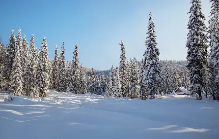 نمای خاص Full HD از جنگل کاج برفی سیبری در کشور روسیه 