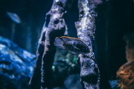 عکس ماهی سیاه کوچک براق و درخشان مناسب پروفایل تلگرام