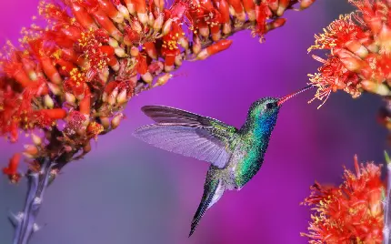 رویایی ترین بک گراند طبیعت با طرح پرنده در نزدیکی گل