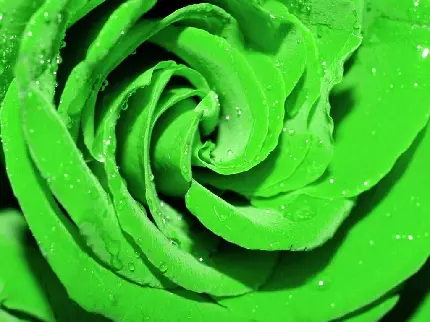 دانلود عکس گل رز سبز رنگ عظیم با لایە‌های پیچ در پیچ