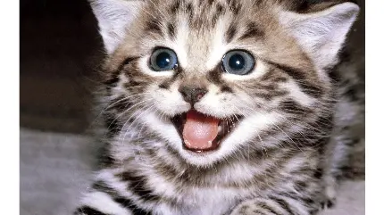 بامزه ترین تصویر بچه گربه هیجان زده برای پروفایل 
