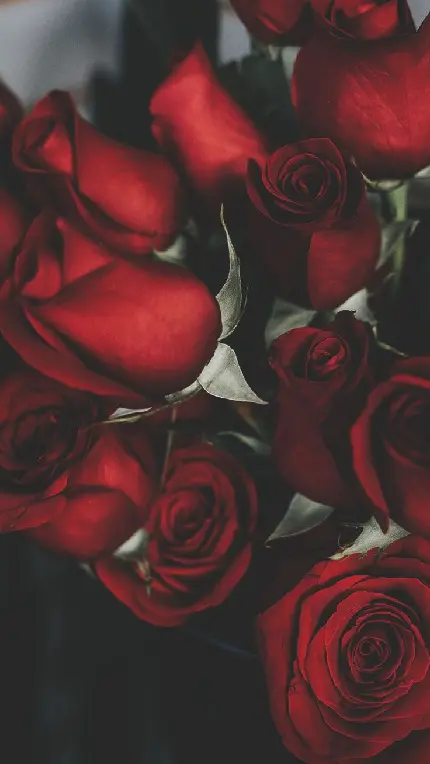 محبوب ترین عکس گل رز قرمز مخصوص بک گراند موبایل