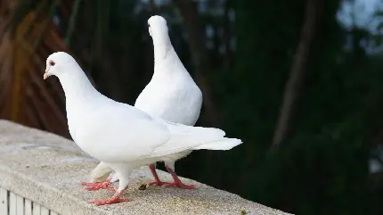 دانلود عکس استوک 2 کبوتر سفید چاهی روی لبه‌ ی ایوان