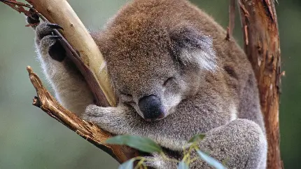 تصویر زمینە شگفت انگیز از کوالای کیوت کە روی درخت بە خواب فرو رفتە