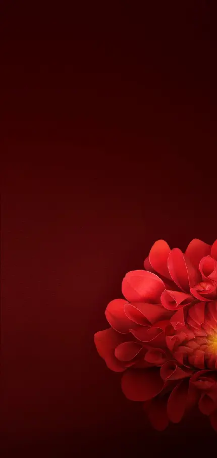 دانلود تصویر زمینه گلبرگ های بی همتا قرمز مناسب گوشی همراه اپل 16
