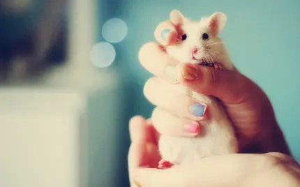 ناز ترین بک گراند موش کوچولوی سفید در دست دختر