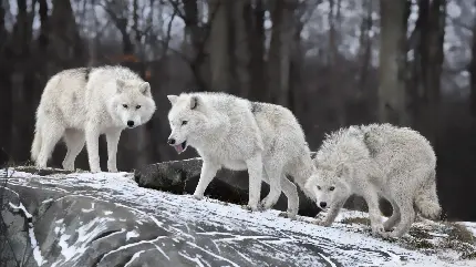 نمای ویژه از گرگ های سفید در طبیعت زمستان