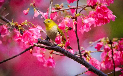 نمای تحسین برانگیز از گنجشگ زیبا روی شاخه گل صورتی 