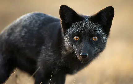 دانلود تصویر زمینە جالب توجە از روباه نقره ایی کنجکاو باکیفیت عالی مناسب واتساپ