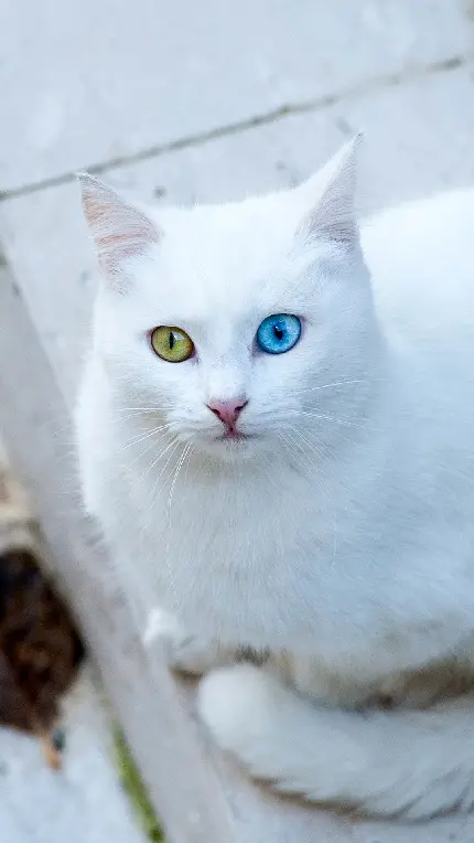 عکس گربه دو چشم رنگی آبی و سبز بامزه و دوست داشتنی برای پروفایل