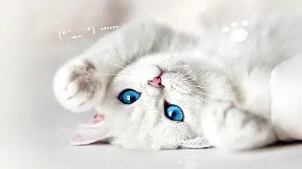 عکس گربه سفید زیبا و چشم ابی برای پروفایل و تصویر زمینه گوشی hd