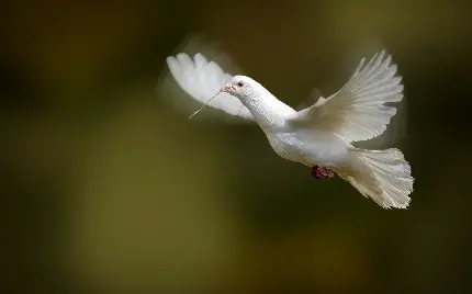 دانلود عکس دلپذیر، استوک کبوتر سفید در حال حمل چوب کوچک