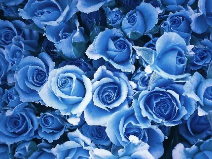 عکس پروفایل خاص و خوشرنگ از گل رز آبی برای تلگرام