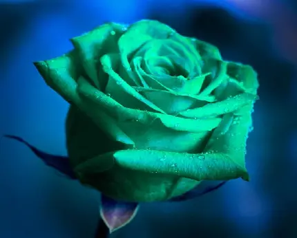 دانلود تصویر گل رز سبز رنگ عجیب در زمینە آبی