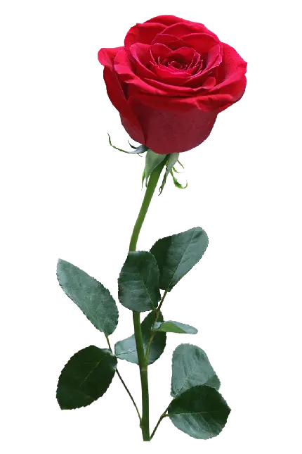 دانلود عکس خام گل رز قرمز با زمینه سفید برای ادیت 2022 