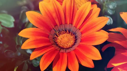 والپیپر خوشگل از گل نارنجی مسحور کننده برای لپتاپ 
