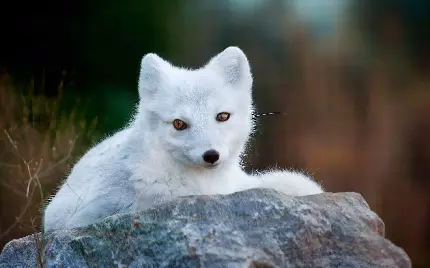 تصویری زیبا از روباه سفید قطبی نشسته بر روی سنگ