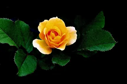 دانلود والپیپر گل رز زیبا به رنگ زرد برای ویندوز 10 و 11