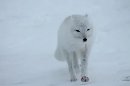 بک گراند از روباه سفید قطبی در حال پیاده روی میان برف