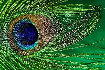 دانلود عکس شاهکار از پر طاووس با جزییات خارق‌العاده و رنگ دلچسب 