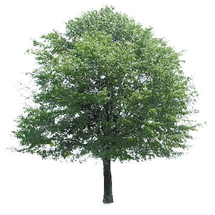 برترین PNG درخت سبز برای نرم افزار ادیت حرفه‌ای