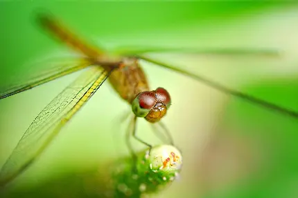 تصویری جالب و زیبا از حشره سنجاقک