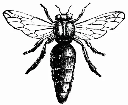 طراحی زنبور عسل ملکه برای الگو در نقاشی 