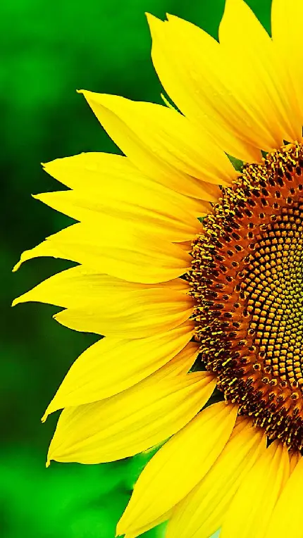 دانلود والپیپر گل آفتاب گردان با جزئیات محشر و حیرت انگیز