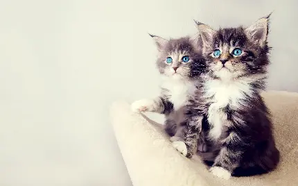 دو گربه کوچولوی خوشگل و چشم آبی در یک قاب هنری