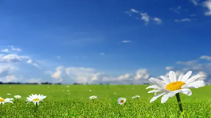 چاپ پوستر عکس زمینه دلپذیر از دشت سرسبز بابونه برای لپتاپ