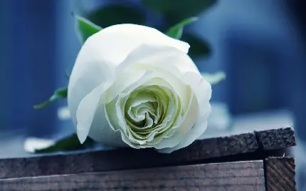 محبوب‌ترین تصویر گل رز سفید رویایی باکیفیت FUII HD مناسب اینستاگرام