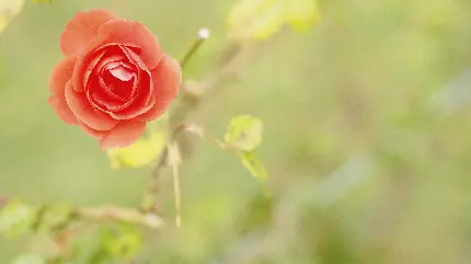 محبوب ترین والپیپر گل رز خاص با زمینه طبیعت سرسبز 