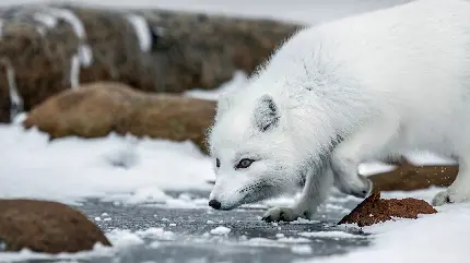 بک گراند اچ دی از روباه سفید قطبی در کمین نشسته