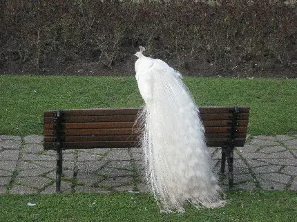 عکس زمینه ی جالب از طاووس سفید نشسته بر نیمکت پارک