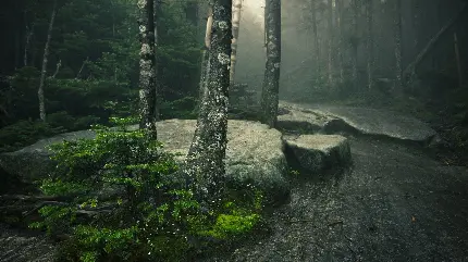 تصویر جاده جنگلی مه آلود و زیبا با کیفیت HD برای چاپ 