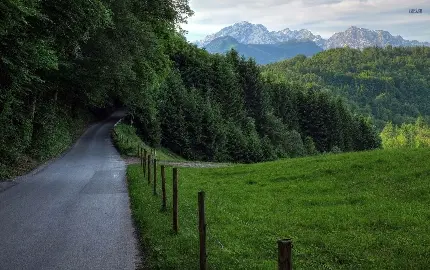 بک گراند جدید از جاده سرسبز جنگلی برای اینستاگرام HD 