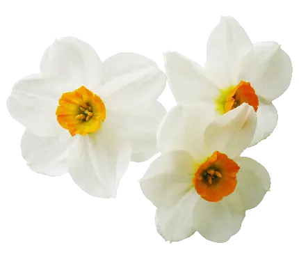 دانلود تصاویر دوربری شده PNG از 3 گل نرگس سفید رنگ