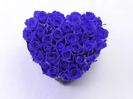 پس زمینه گل های رز آبی رنگ و فوق العاده زیبا برای ویندوز 11